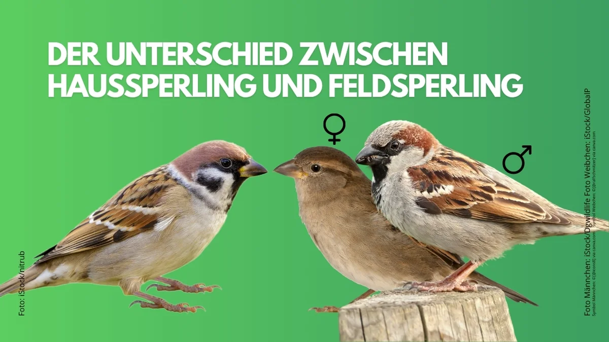 Turmfalke Geschwindigkeit - Vögel in Europa