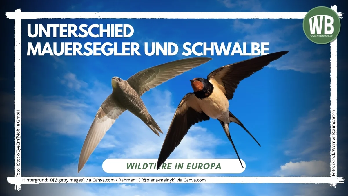 Beitragsbild Unterschied Mauersegler und Schwalbe - Vögel in Europa