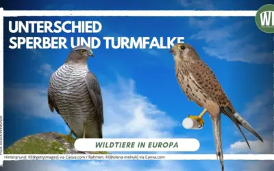 Unterschied Sperber und Falke: So erkennst du die feinen Merkmale bei heimischen Vögeln