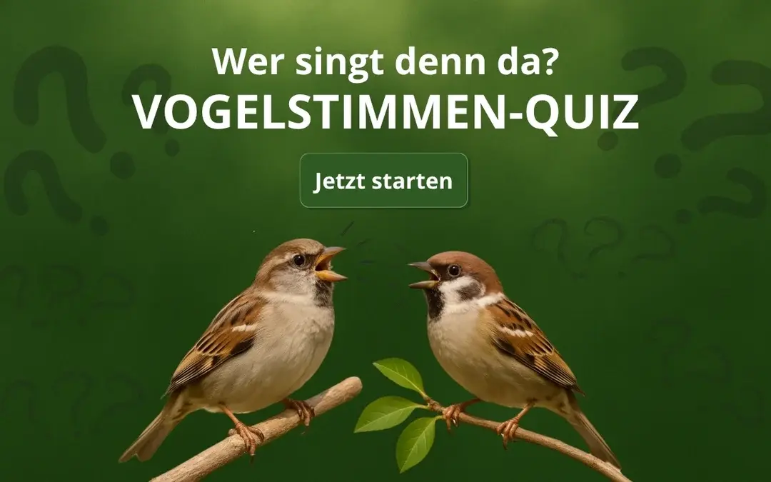 Vogelstimmen Quiz