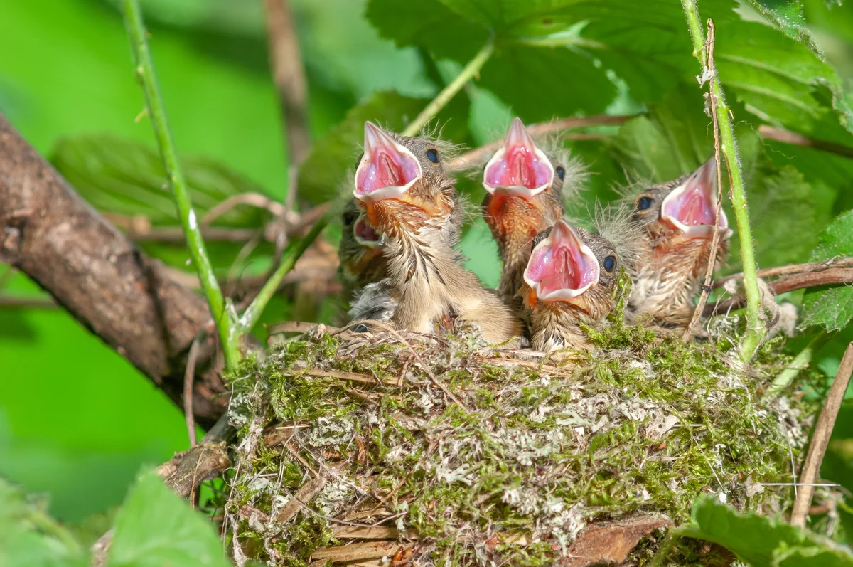 Buchfink Küken im Nest - Vögel in Europa
