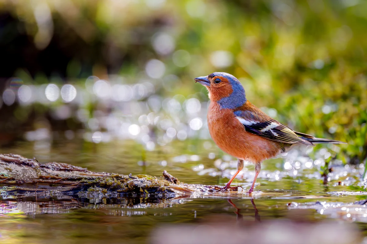 Buchfink Männchen - Vögel in Europa