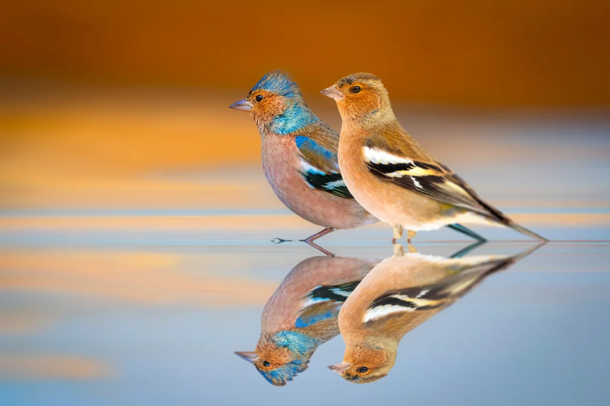 Buchfink Weibchen und Männchen - Vögel in Europa
