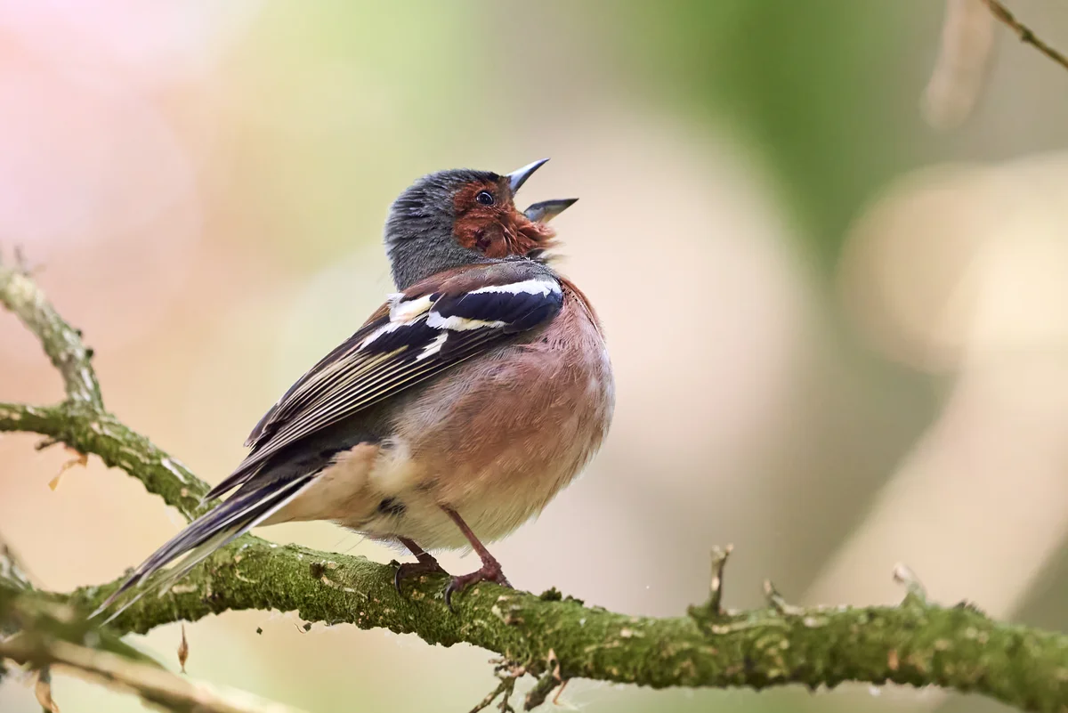Der Buchfink Gesang - Vögel in Europa