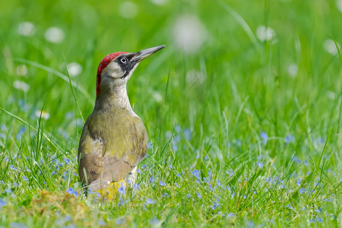 Der Grünspecht Gesang - Vögel in Europa