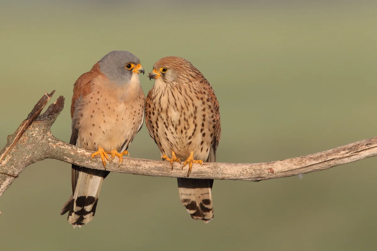 Der Turmfalke Ruf - Vögel in Europa