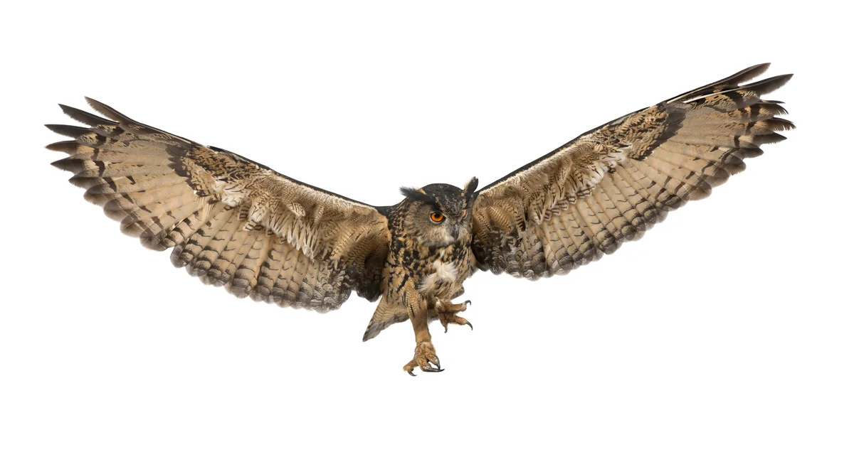 Der Uhu Ruf - Vögel in Europa