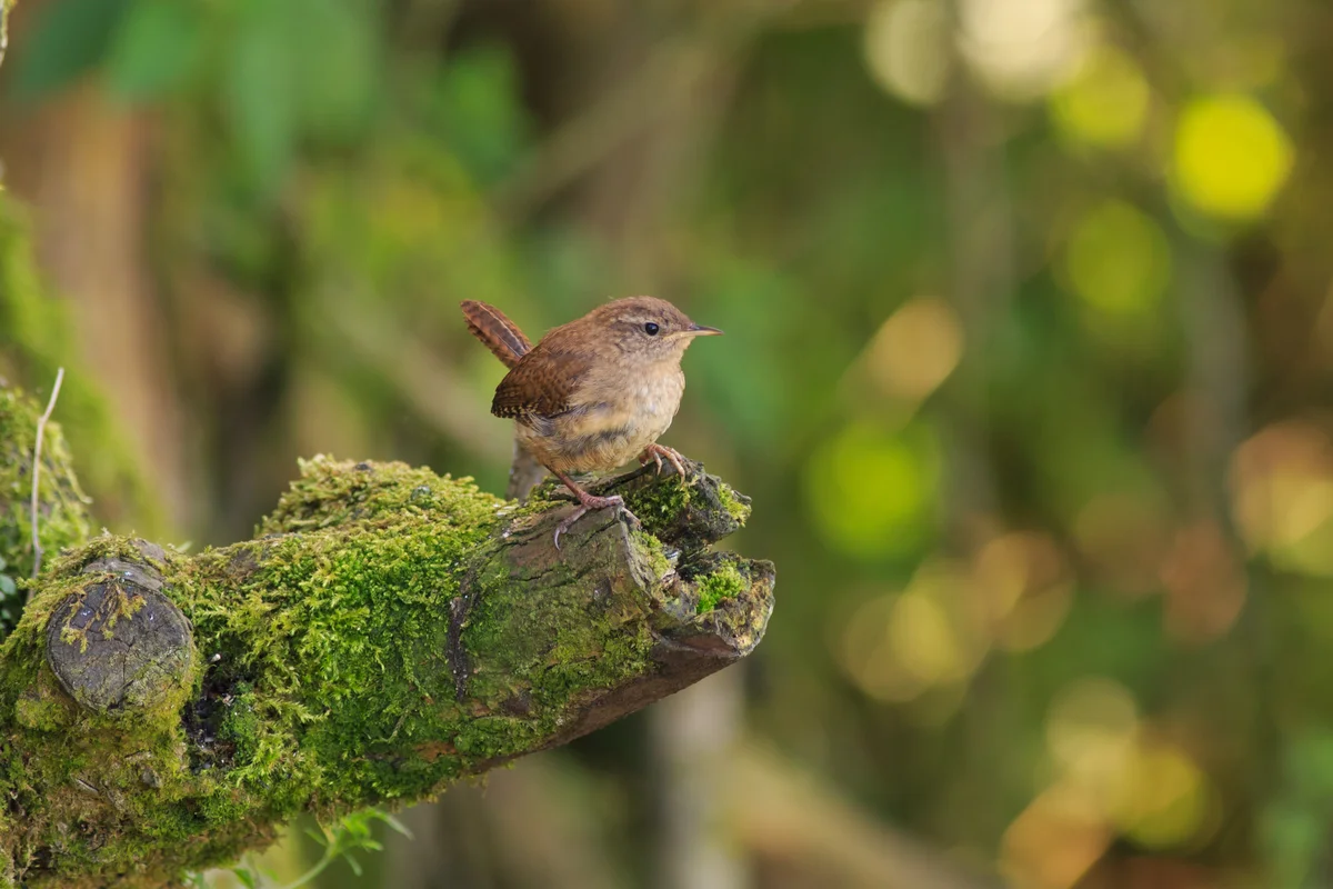 Der Zaunkönig im Garten - Vögel in Europa