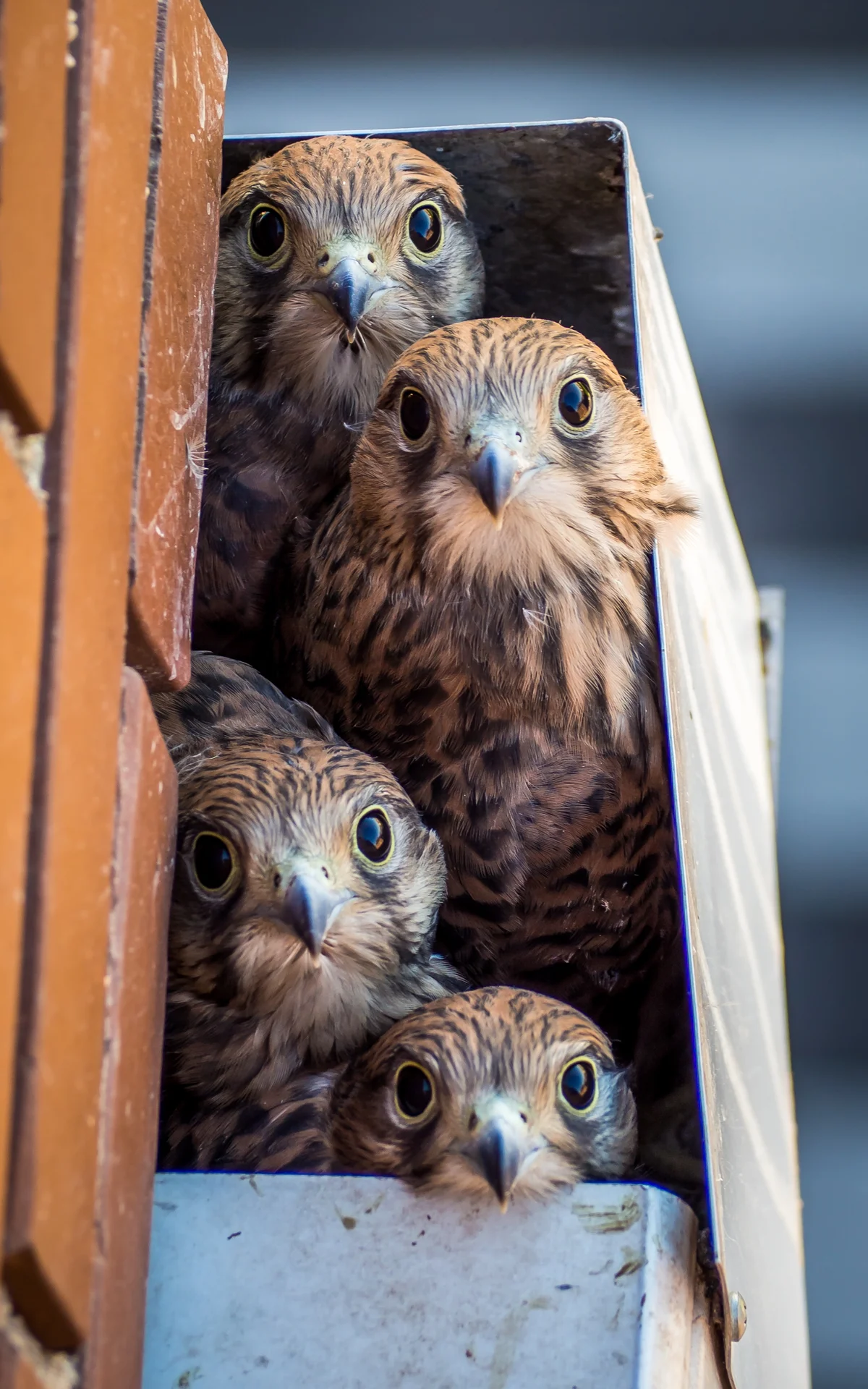 Die Turmfalke Brutzeit - Vögel in Europa