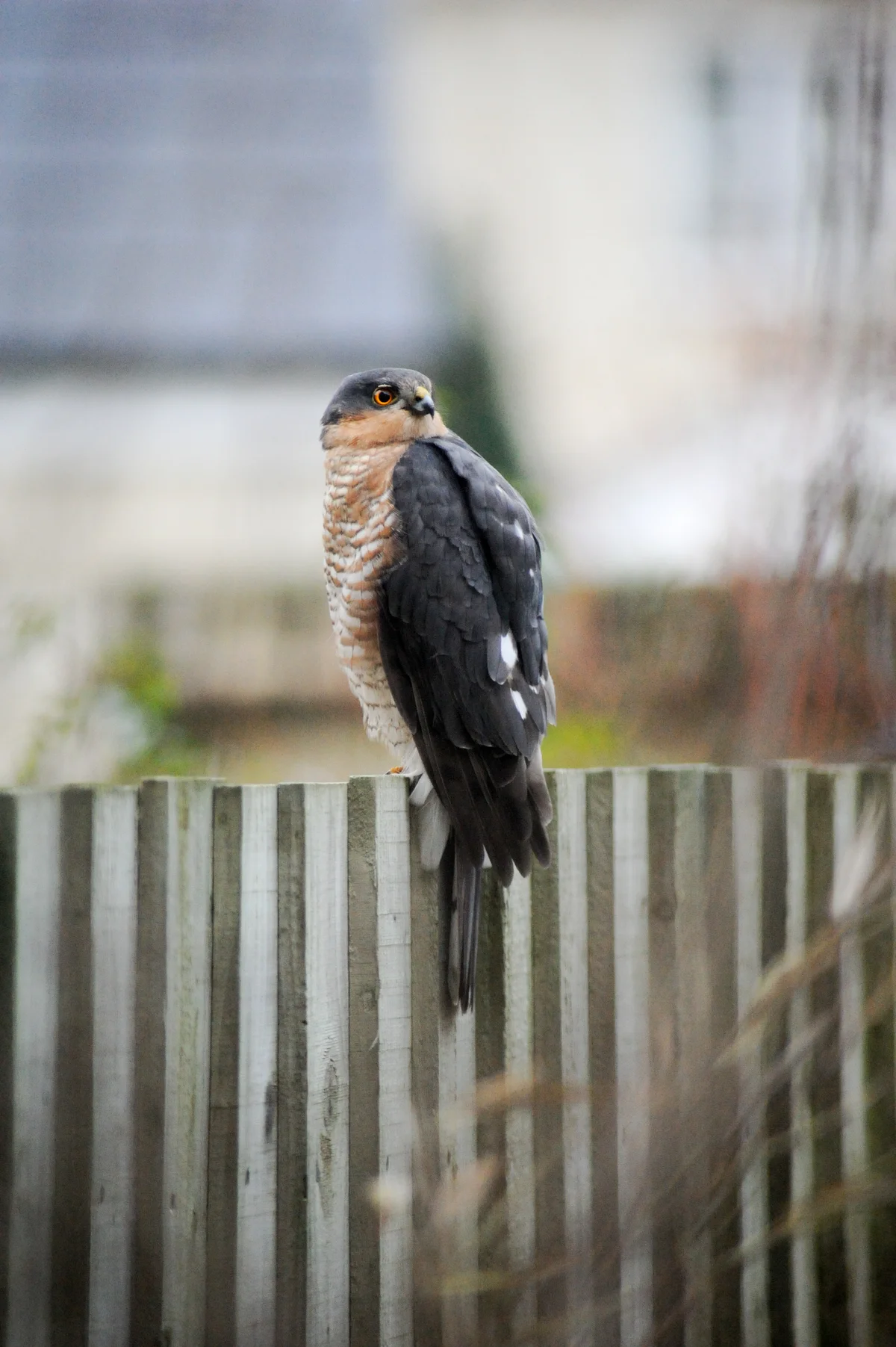 Ein Sperber im Garten auf einem Gartenzaun - Vögel in Europa