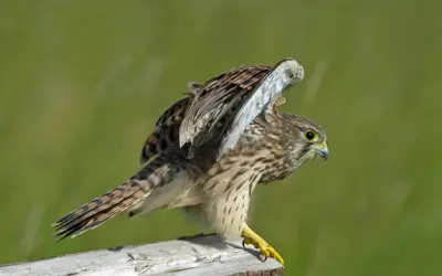 Turmfalke im Garten: So lebt der flinke Jäger direkt vor unserer Haustür