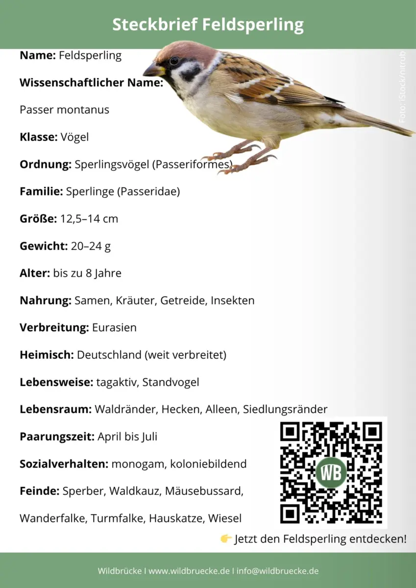 Feldsperling Steckbrief