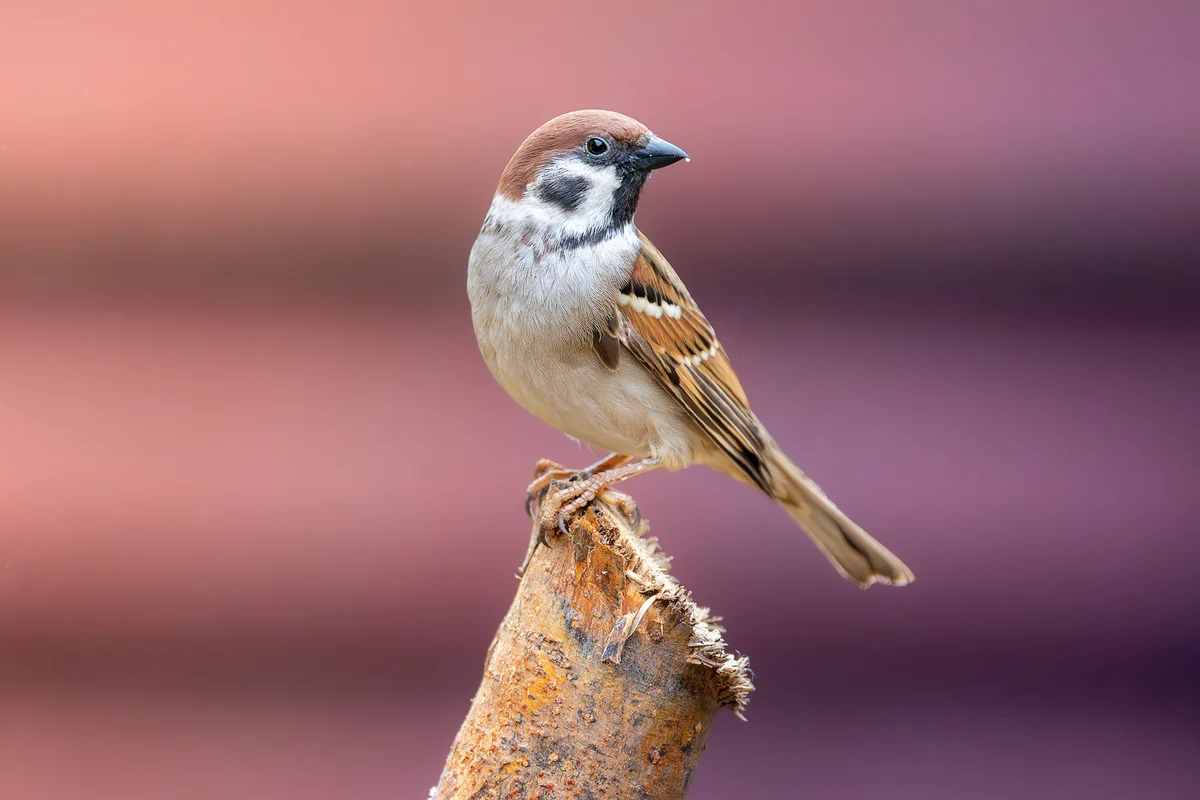 Feldsperling - Vögel in Europa