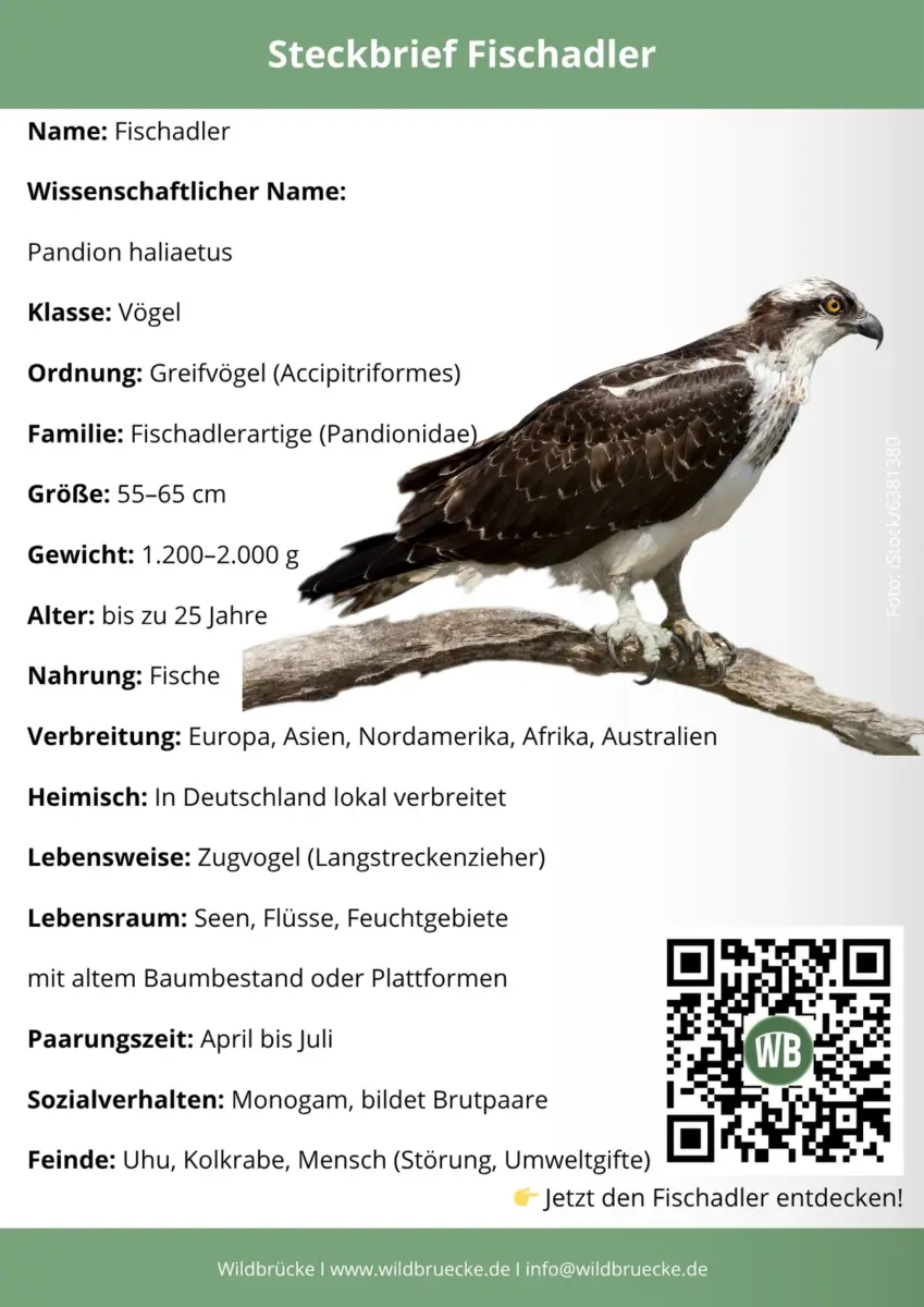 Fischadler Steckbrief