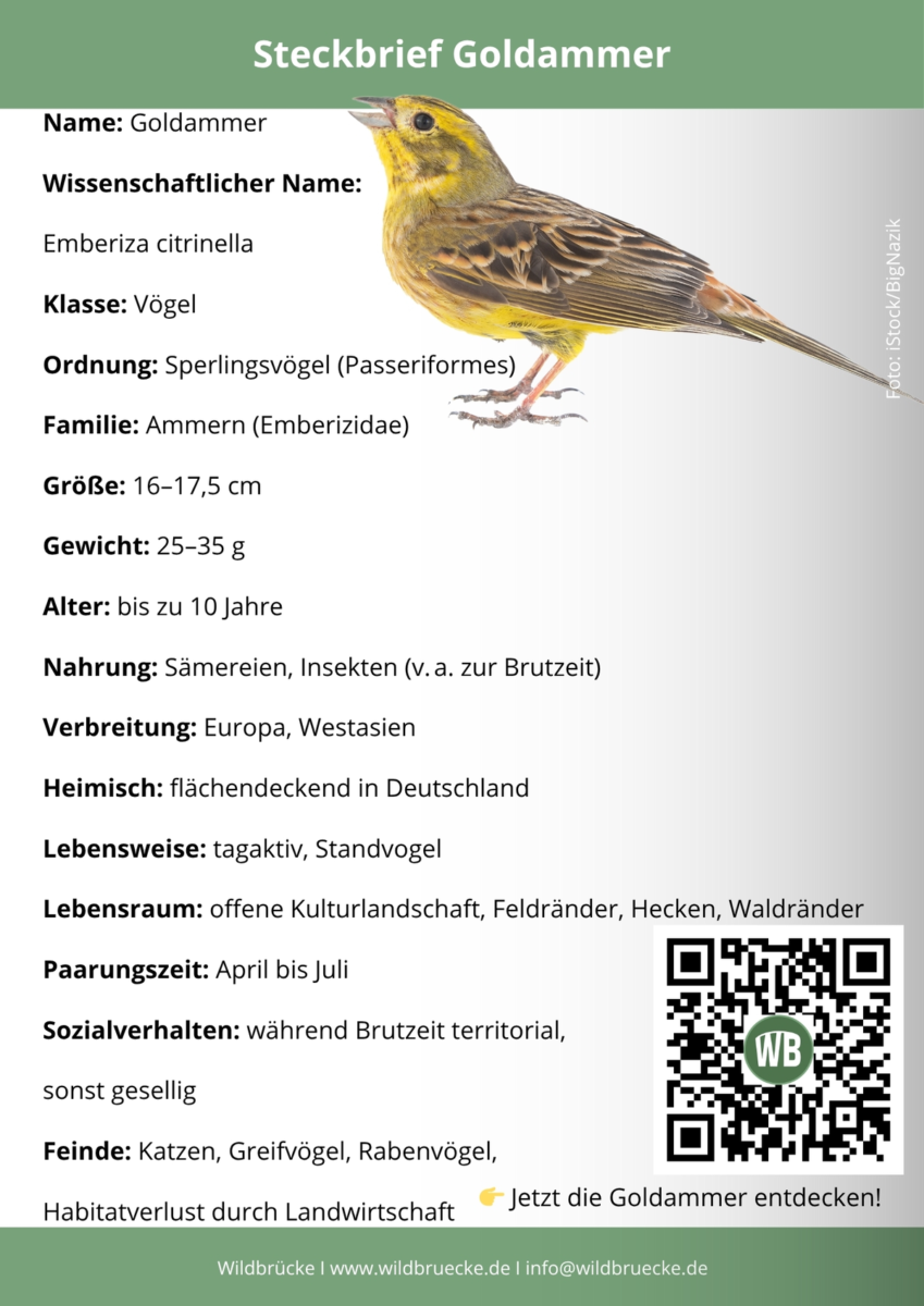 Goldammer Steckbrief