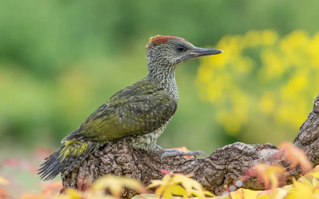 Grünspecht Jungvogel: So erkennst du den Nachwuchs im grünen Federkleid