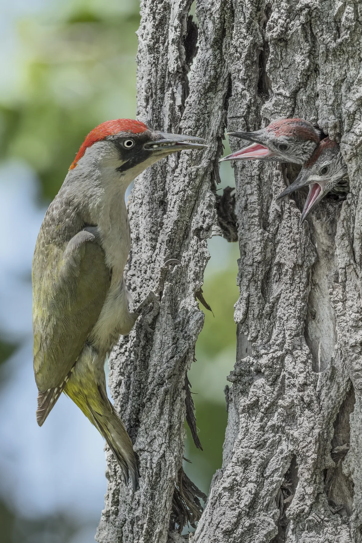 Grünspecht Jungvogel im Nest - Vögel in Europa