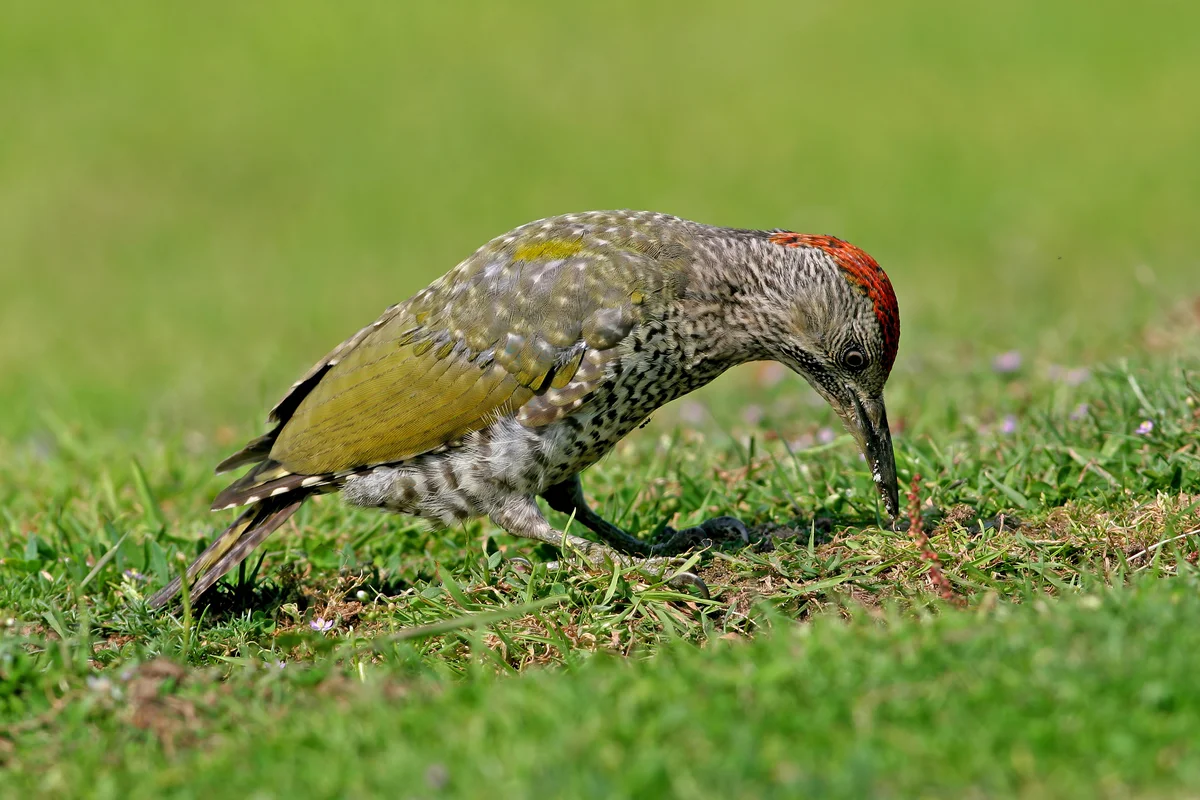 Grünspecht Nahrung - Vögel in Europa