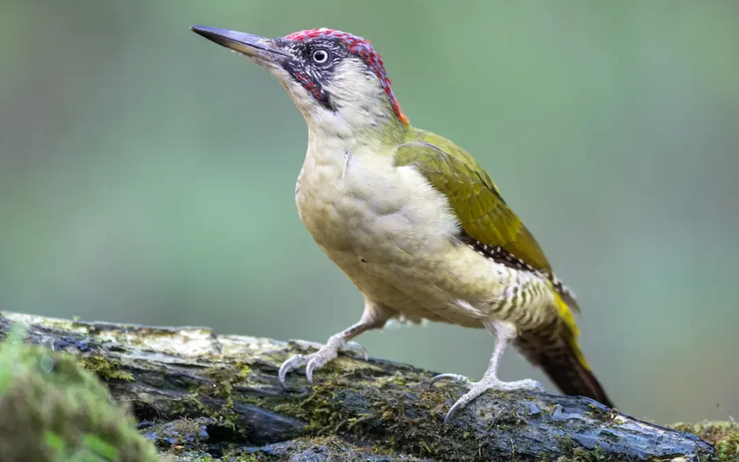 Grünspecht Ruf: So klingt der lachende Vogel in unseren Gärten