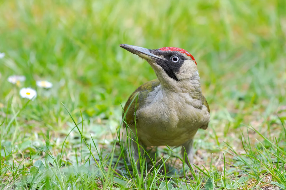 Grünspecht selten - Vögel in Europa