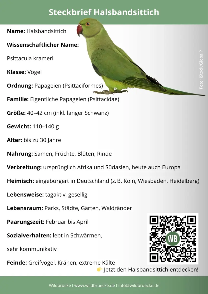 Halsbandsittich Steckbrief