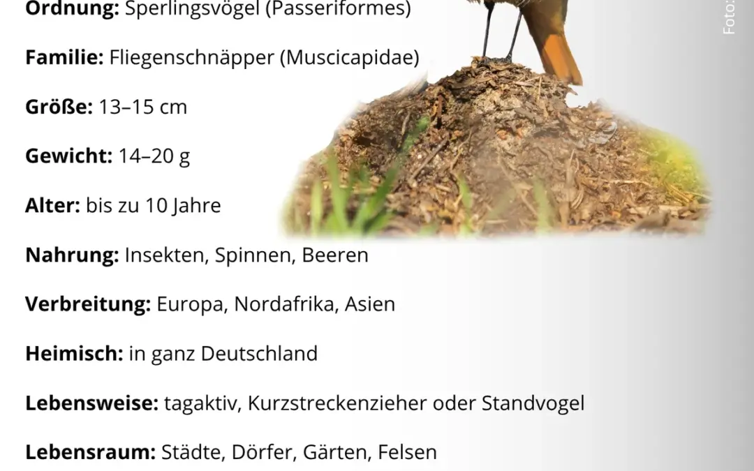 Hausrotschwanz Steckbrief