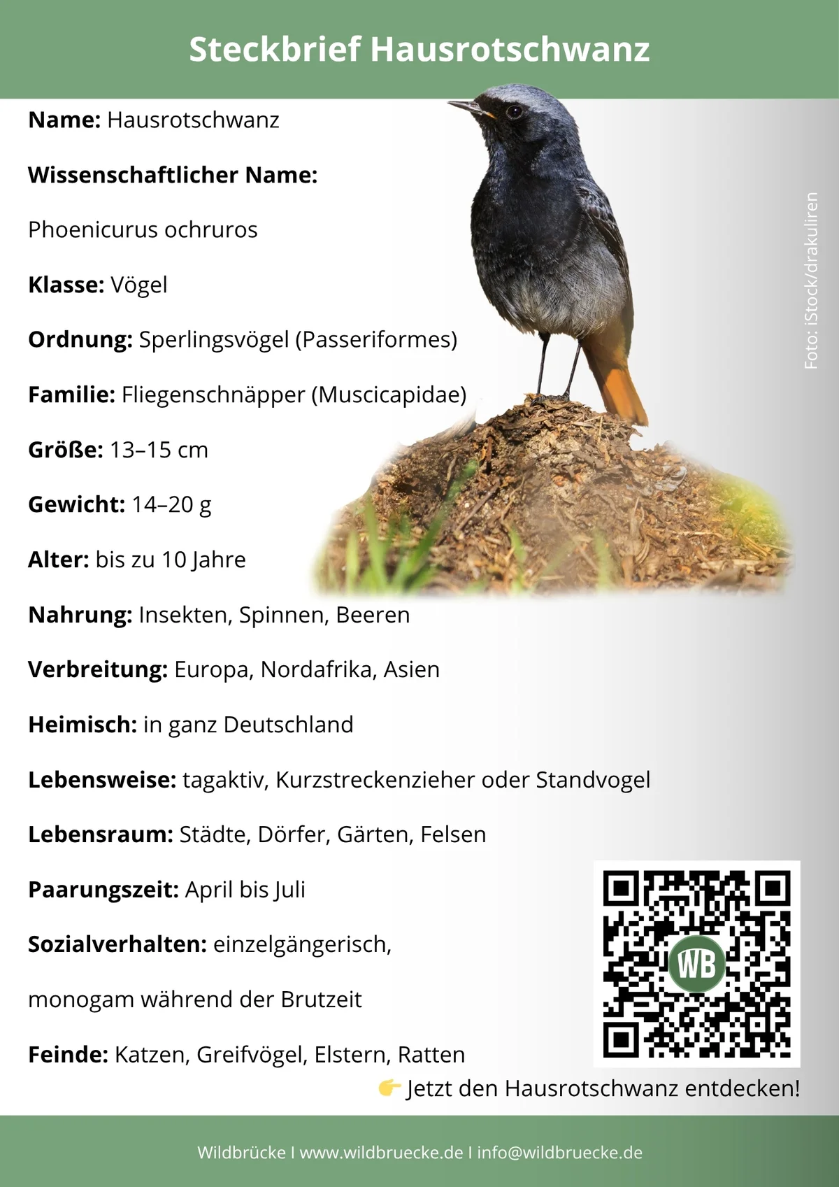 Hausrotschwanz Steckbrief- Vögel in Europa Hausrotschwanz Steckbrief- Vögel in Europa