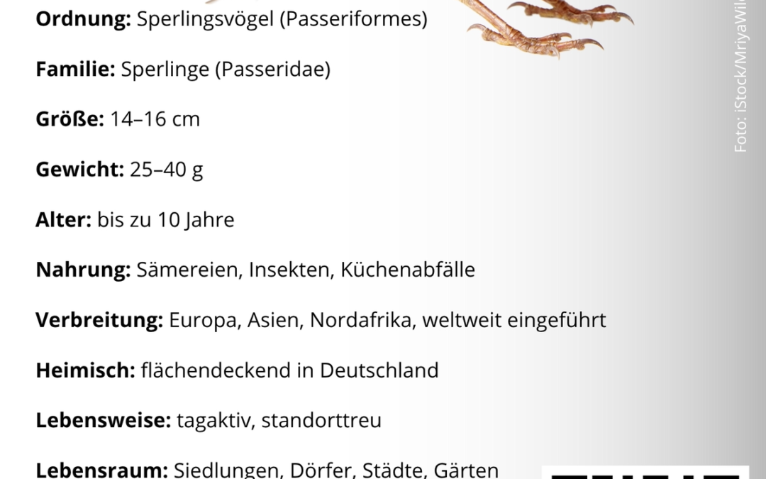 Haussperling Steckbrief