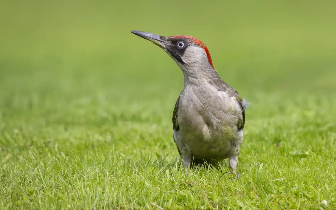 Ist der Grünspecht selten? So steht es wirklich um den bunten Erdbewohner