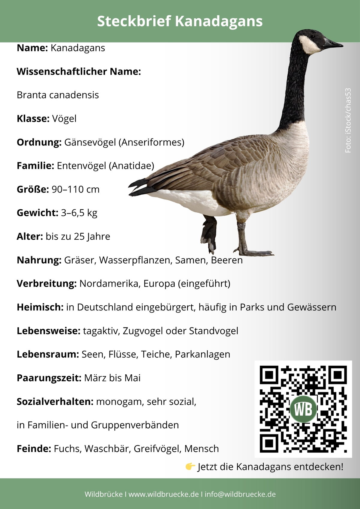 Kanadagans Steckbrief- Vögel in Europa
