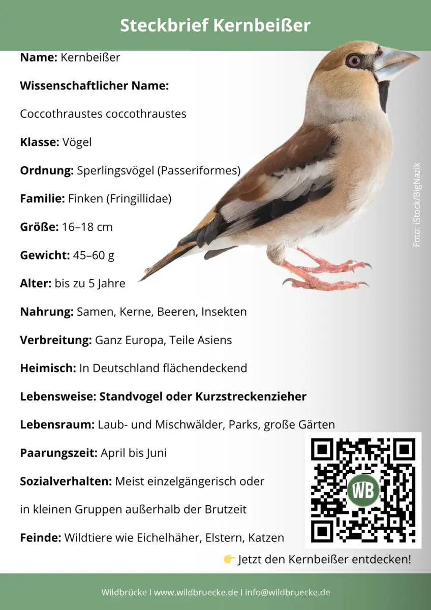 Kernbeißer Steckbrief