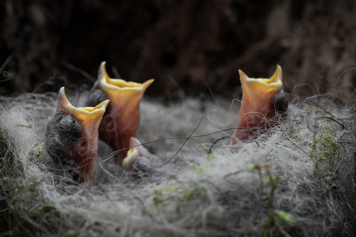 Kohlmeise Brutzeit Küken im Nest - Vögel in Europa