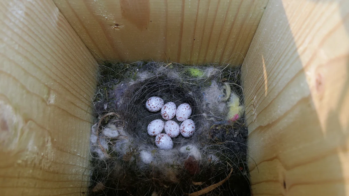 Kohlmeise Eier - Vögel in Europa