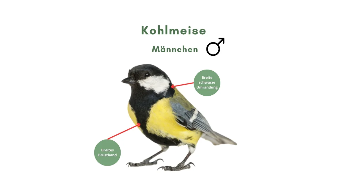 Kohlmeise Männchen - Vögel in Europa