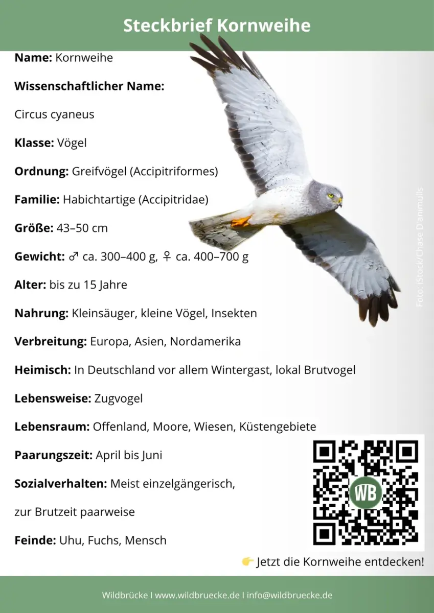 Kornweihe Steckbrief