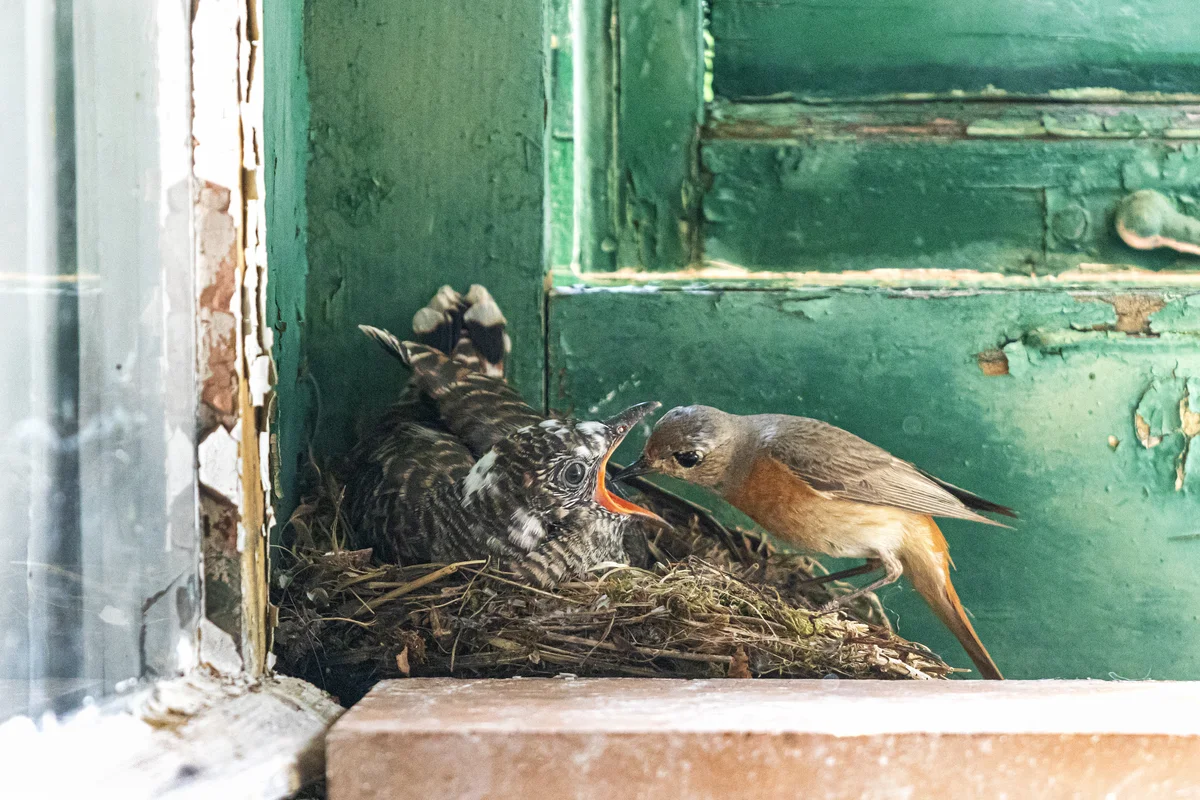 Kuckuck Küken im Nest - Vögel in Europa