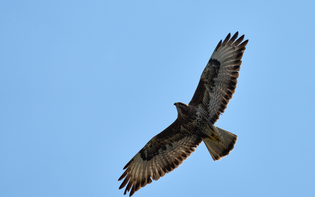 Das Mäusebussard Flugbild auf einen Blick