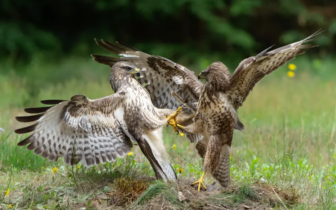 Mäusebussard Größe – So groß ist der häufigste Greifvogel Deutschlands wirklich