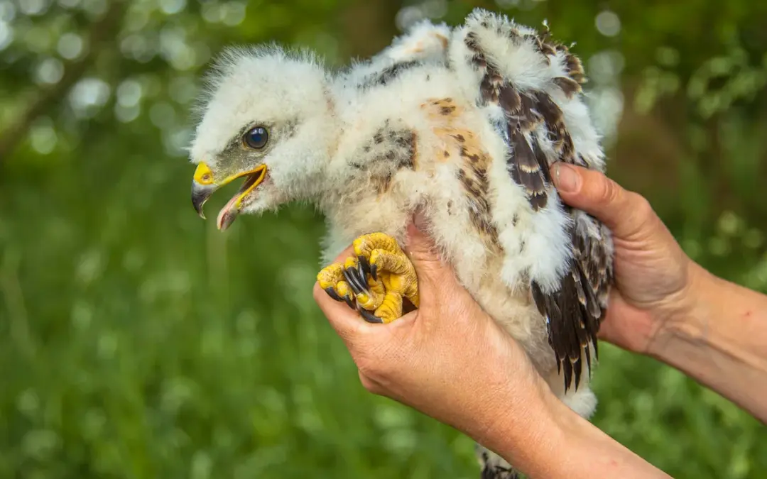 Mäusebussard Jungtier – So entwickelt sich der Nachwuchs dieses faszinierenden Greifvogels