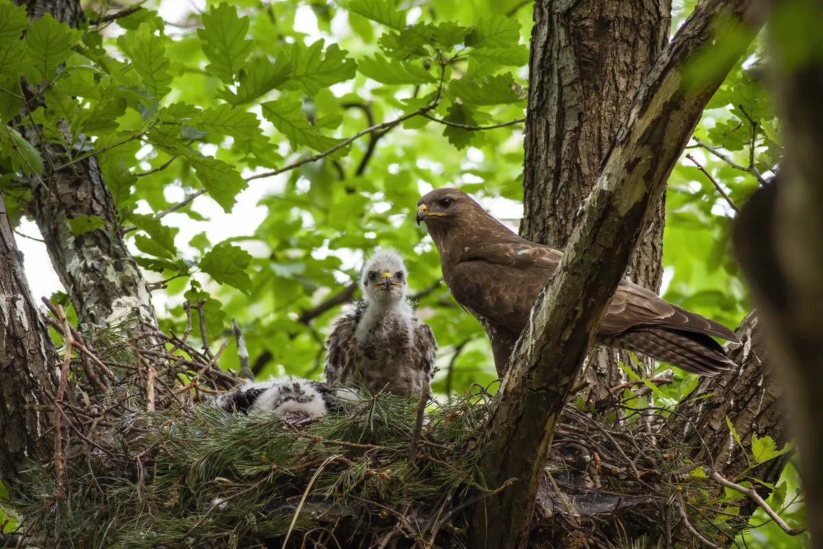 Mäusebussard Jungtier im Nest - Vögel in Europa