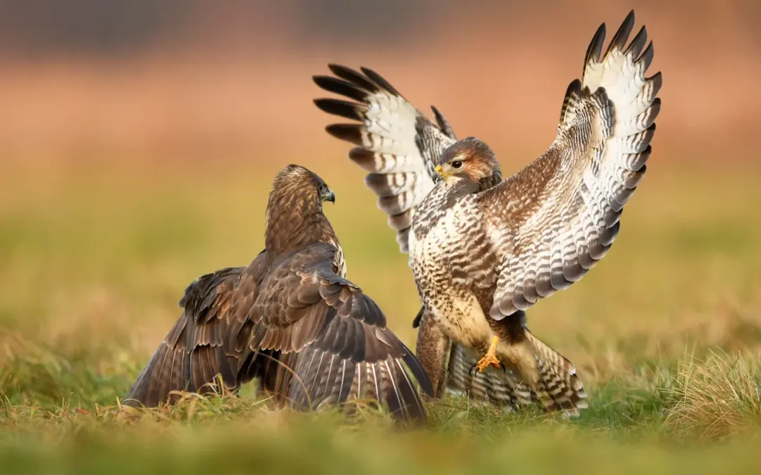 Mäusebussard Lebensraum