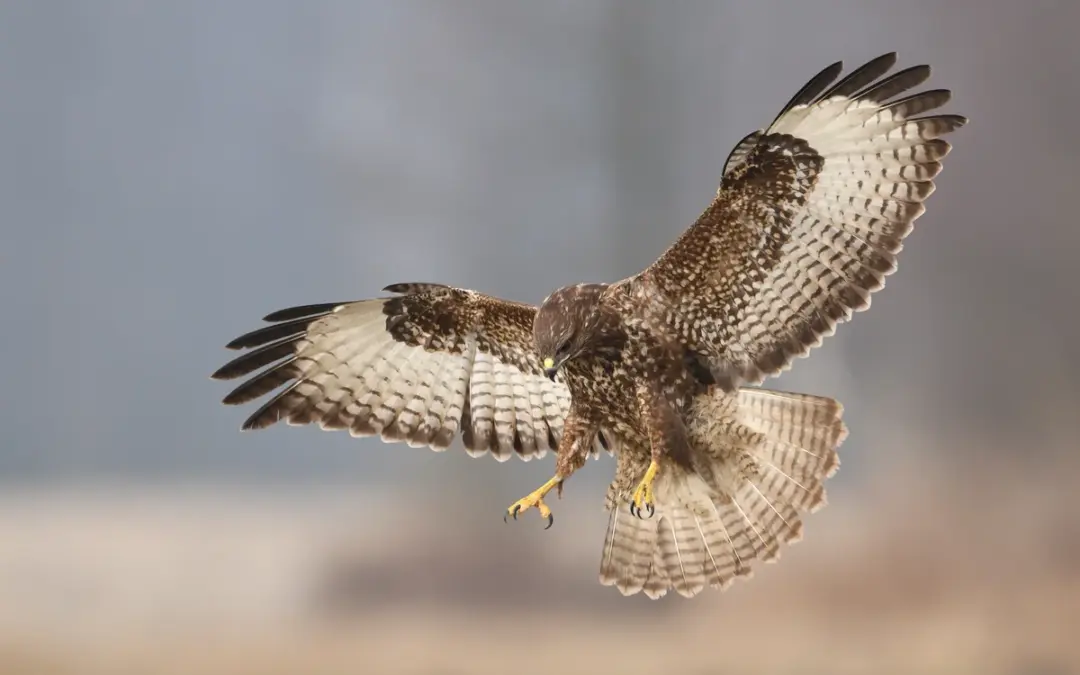 Mäusebussard Spannweite – Ein Blick auf die beeindruckenden Flügel
