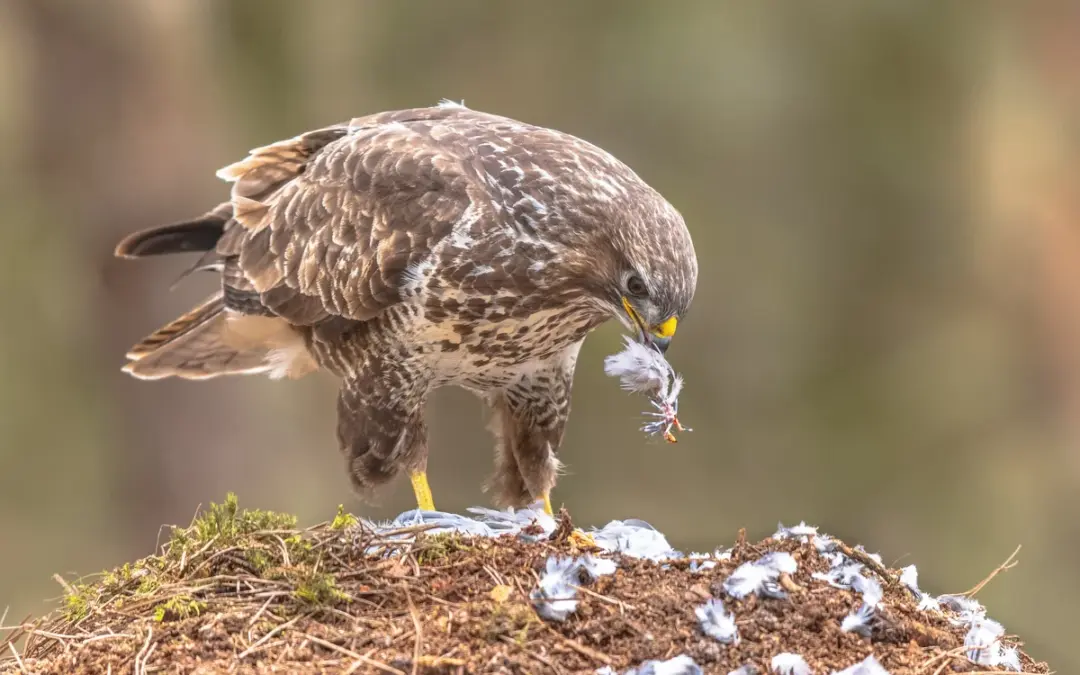 Mäusebussard Nahrung – Vögel in Europa