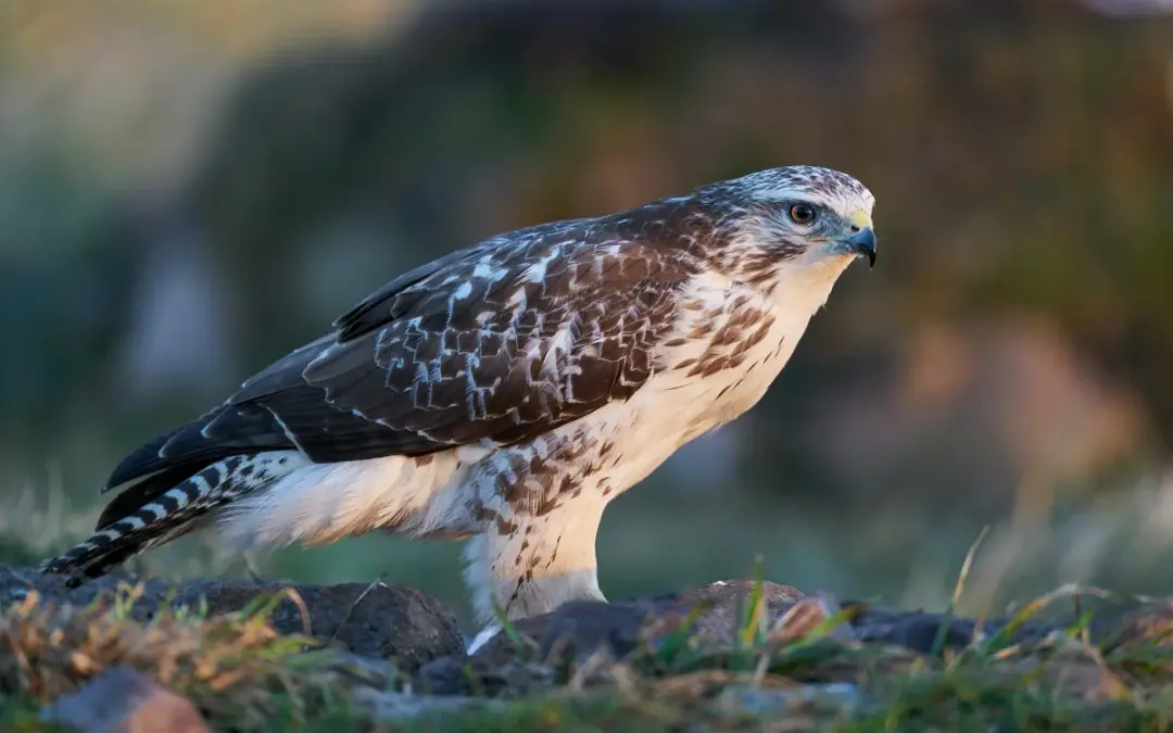 Mäusebussard in Weiß: Wenn Natur überrascht
