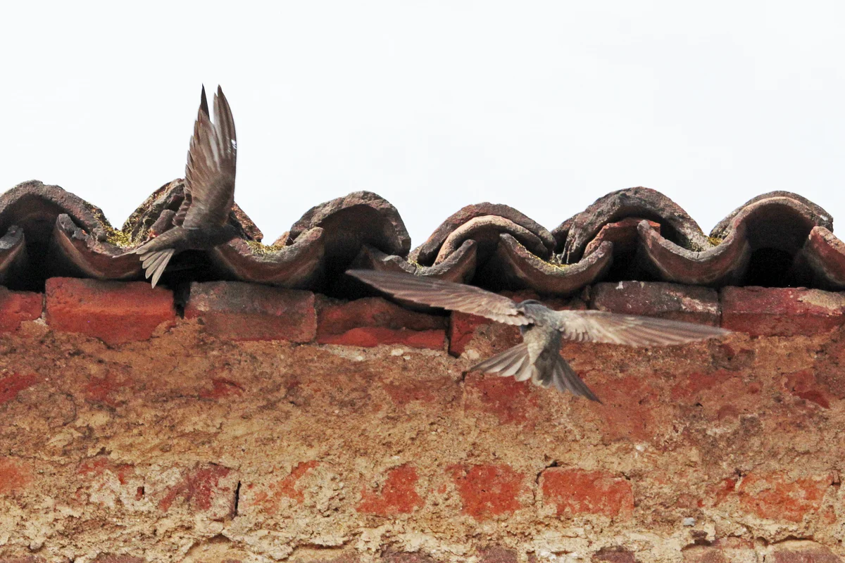 Mauersegler Nest - Vögel in Europa