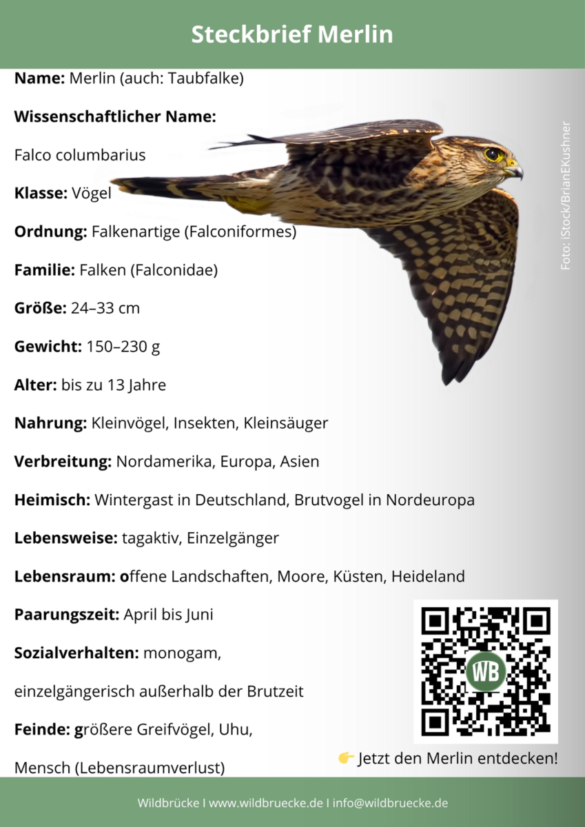 Merlin Steckbrief