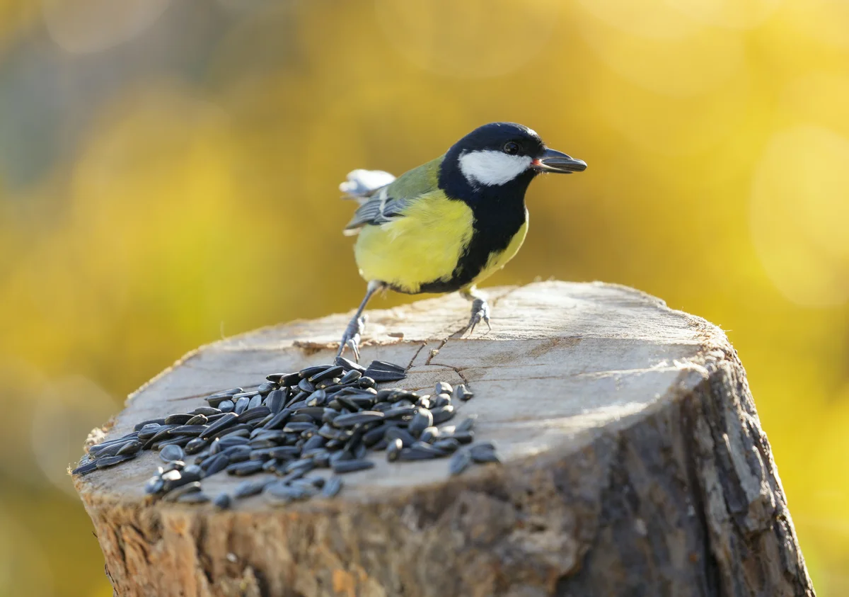 Nahrung Kohlmeise - Vögel in Europa