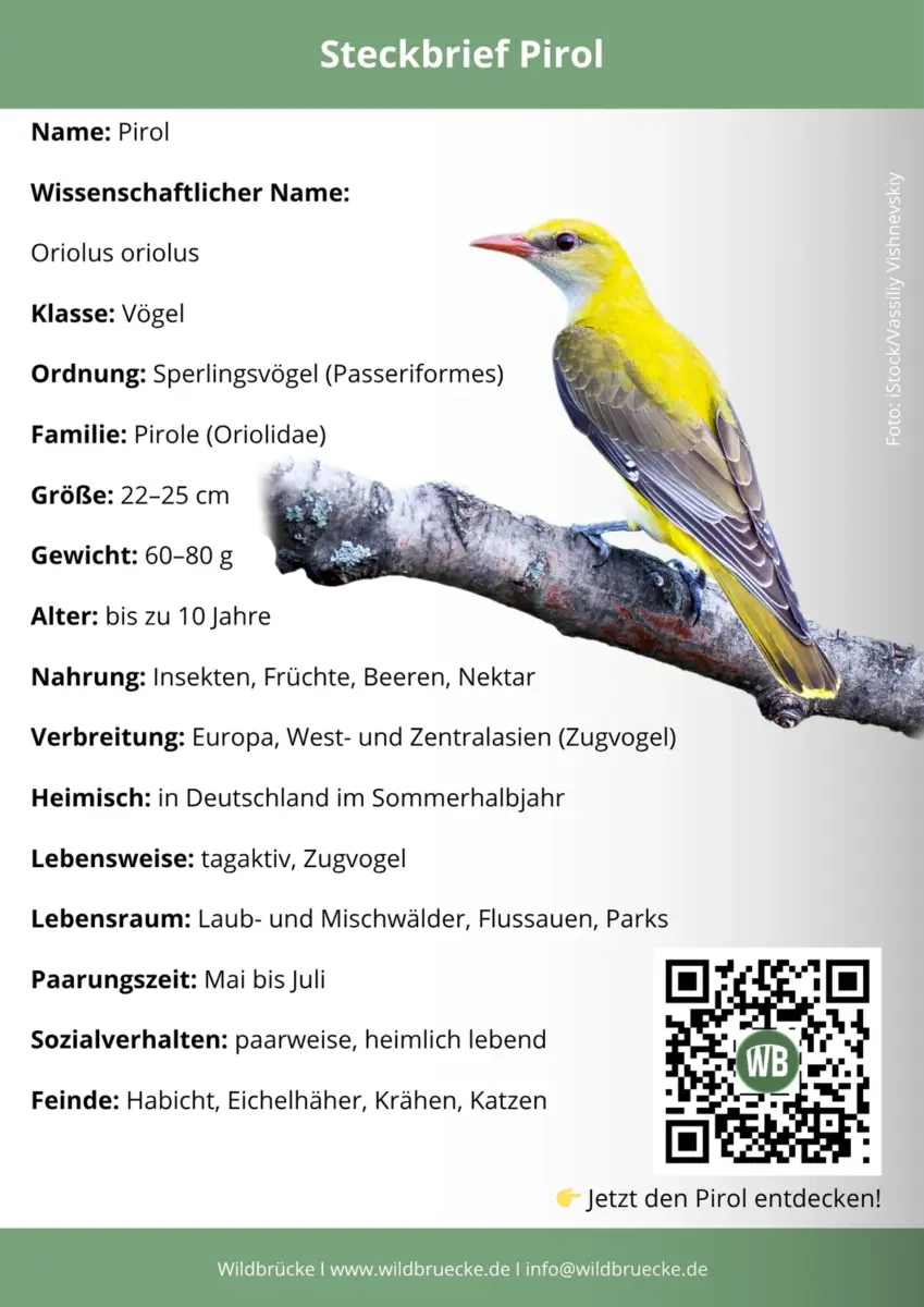 Pirol Steckbrief