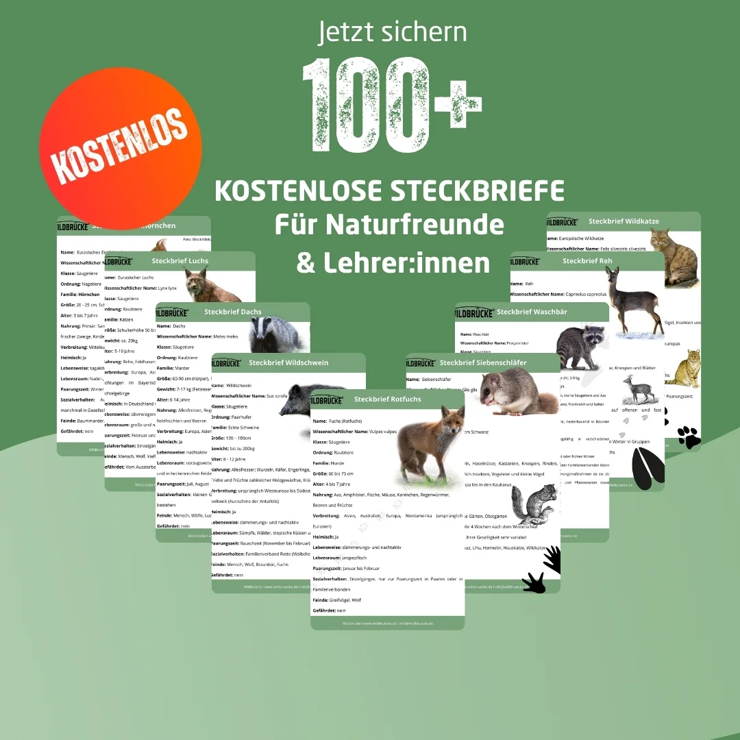 Popup Kostenlose Steckbriefe Kostenlose Steckbriefe