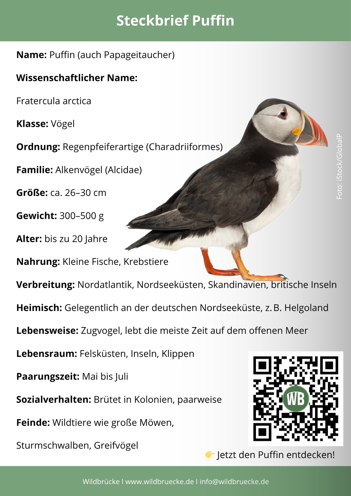 Puffin Steckbrief- Vögel in Europa